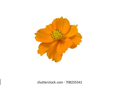 Isolate Yellow Cosmos Flower On White Background