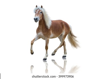 isolate of a yellow horse go on the white background