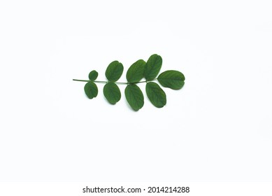 Isolated Acacia Twig On White Background. Young Wattles Leaves 