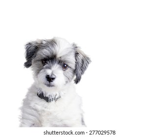 Isolated Adorable White Furry Dog With Head Tilted And A Confused Look Focused On Something And Thinking About It.  Plenty Of Copy Space.  