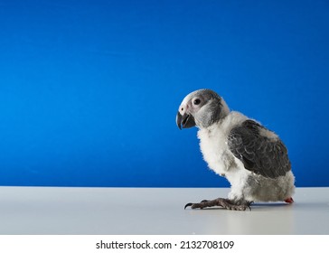 3,767 African blue parrot Images, Stock Photos & Vectors | Shutterstock