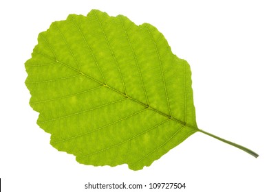 Isolated Alder Tree Leaf