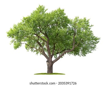 Isolated Almond tree on a white background