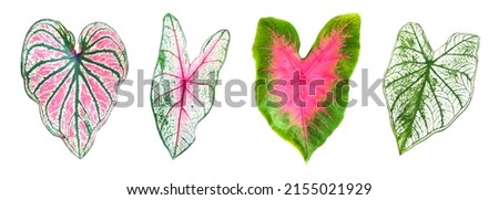 Isolated Alocasia Caladium leaf on white background with clipping paths.