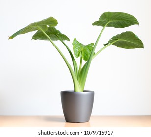 Isolated Alocasia Portadora Houseplant, Elephants Ear Plant On Table In Front Of White Wall