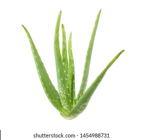 Isolated aloe vera on white background with clipping path
