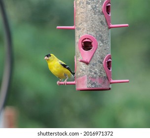 Isolated American Goldfinch Perched On Red Bird Feeder