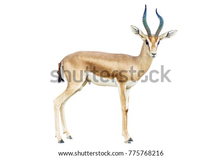 isolated Antelope on white background