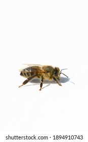 isolated Apis mellifera carnica on white wall 
