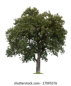 Isolated Apple Tree Against A White Background