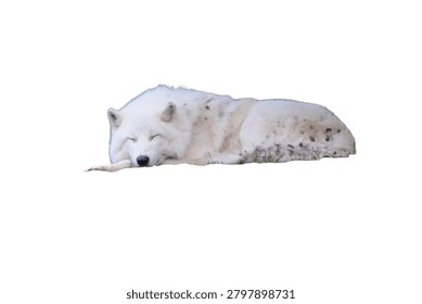 Isolated arctic wolf lying down and sleeping peacefully in a relaxed pose with eyes closed on a white background