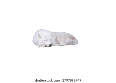 Isolated arctic wolf lying down to sleep peacefully in a relaxed, curled up posture with closed eyes on a white background