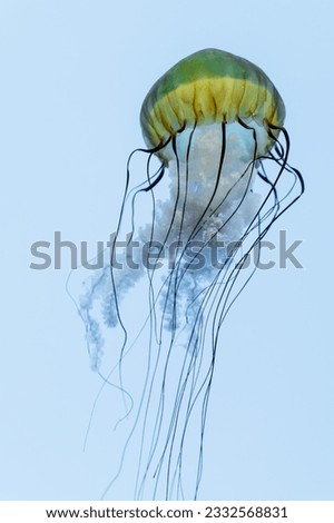 Isolated Atlantic Bay Nettle Jellyfish in Water