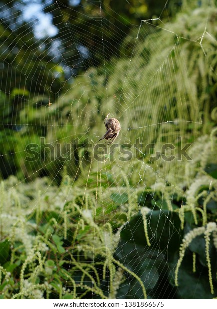 Isolated Australian Garden Orb Weaver Spider Stock Photo Edit Now