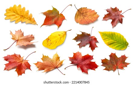 Isolated autumn leaves. Collection of multicolored fallen autumn leaves isolated on white background. Autumn season concept