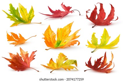 Isolated autumn leaves. Colourful fallen leaves on the ground with shadow isolated on white background - Shutterstock ID 2074177259