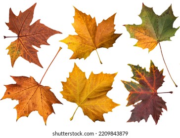 Isolated autumn leaves on white - Shutterstock ID 2209843879
