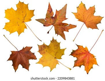 Isolated autumn leaves on white - Shutterstock ID 2209843881