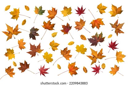 Isolated autumn leaves on white - Shutterstock ID 2209843883