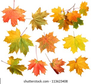 Isolated Autumn Maple Leaves