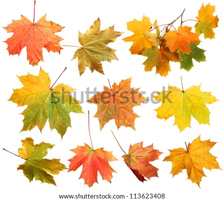 Isolated autumn maple leaves