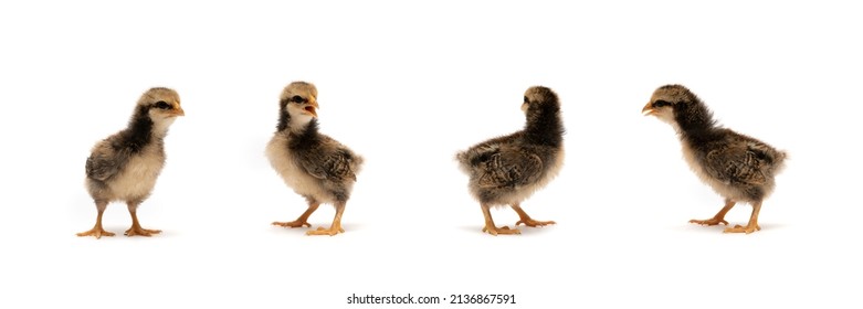 Isolated Baby Mini Wyandotte Chick On White Clear Background Cover With Green Garden Bokeh Blur Background.