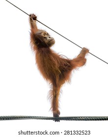 Isolated Baby Monkey. Little Orangutan Monkey Stands On A Rope In Funny Pose, Isolated On White Background