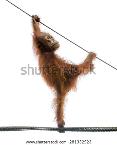 Isolated baby monkey. Little orangutan monkey stands on a rope in funny pose, isolated on white background