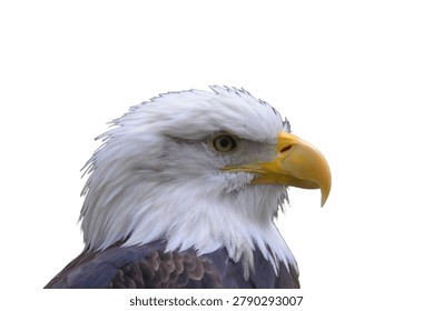 Isolated bald eagle head looking sideways with a powerful gaze and detailed feathers on a white background