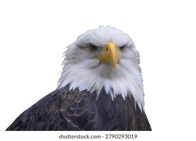 Isolated bald eagle head with a powerful gaze and detailed white feathers looking directly at the camera on a white background