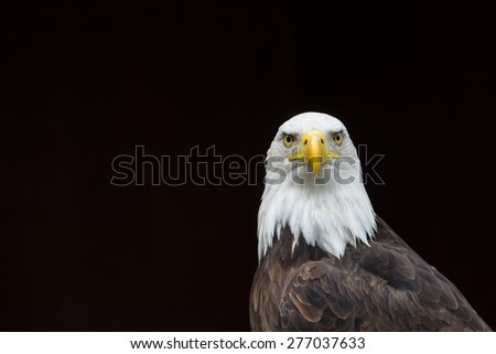 Isolated Bald Eagle portrait/Isolated Bald Eagle portrait/Isolated Bald Eagle portrait against a black background