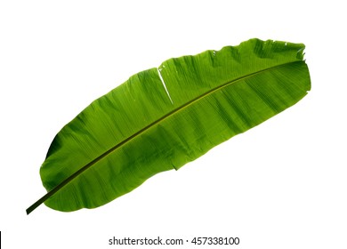 Tropical Banana Leaf Isolated On White Stock Photo (Edit Now) 597326042