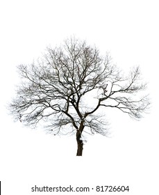 Isolated Bare Tree Against White Background Stock Photo 81726604 ...