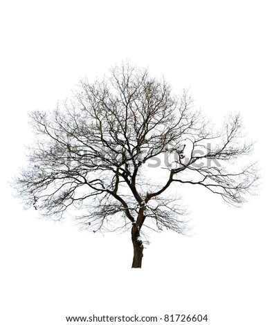 Isolated bare tree against white background