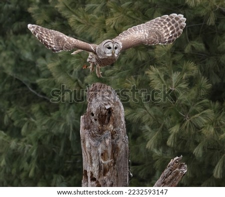 isolated barred owl in flight