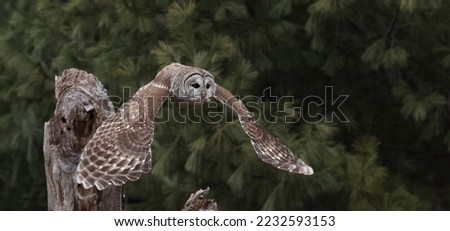 isolated barred owl in flight