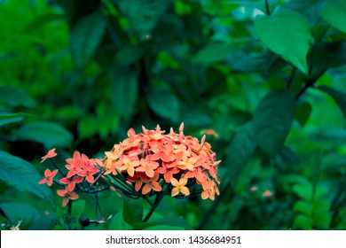 An Isolated  Beautiful Flour Shot At University Of Lagos 