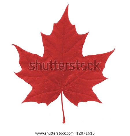 Isolated beautiful red Maple Leaf on White