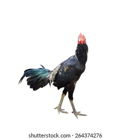 Isolated Beautiful Rooster Male Chicken Stock Photo 264374276 ...