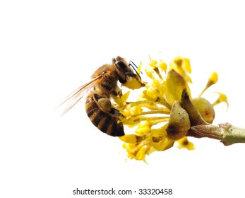 Isolated Bee On A Flower. Cornelia Cherry.