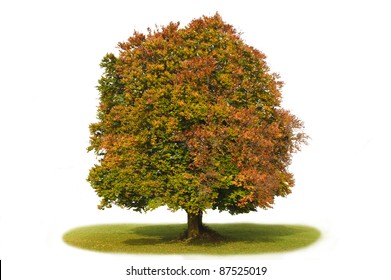 Isolated Beech Tree In Autumn