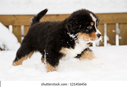 Isolated Bernese Mountain Dog Puppet Run Through Snow