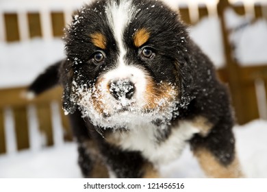 Isolated Bernese Mountain Dog Puppet Is Sniffing Camera