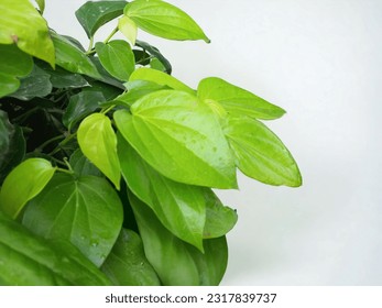 isolated of The betel, Piper betle, is a species of flowering plant in the pepper family Piperaceae, native to Southeast Asia, sirih, surih
