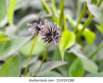 Isolated Bidens alba (Bidens Pilosa) or Spanish Needle with blurred natural background.