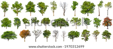 isolated big tree collection isolated on white background