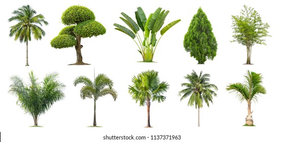 Tropical Plants Palm Trees Set Lush Stock Vector (Royalty Free) 594672536