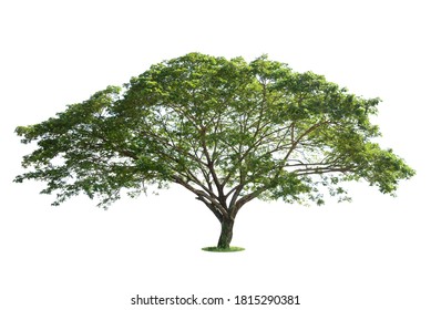 Isolated Big Tree On White Background,Large Trees Database Botanical Garden Organization Elements Of Asian Nature In Thailand, Tropical Trees Isolated Used For Design, Advertising And Architecture.