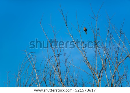 Similar – Image, Stock Photo Ice Bird Crow Tree Winter