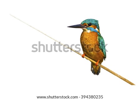 Similar – Image, Stock Photo Kingfisher on a branch